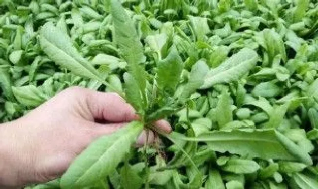 荠菜与假荠菜的区别（荠菜和假荠菜的区别）