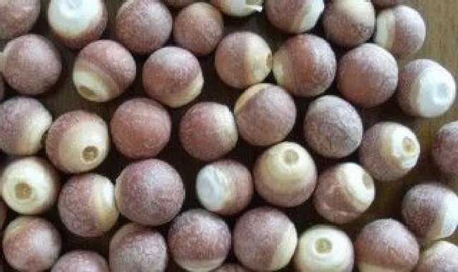 芡实怎么去壳 煮熟的芡实怎么去壳