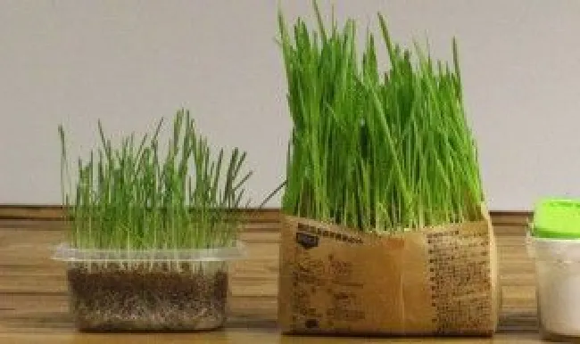 家庭猫草种植方法 家庭猫草种植方法图解
