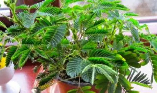 含羞草的养殖殖方法（含羞草的种植与养护）