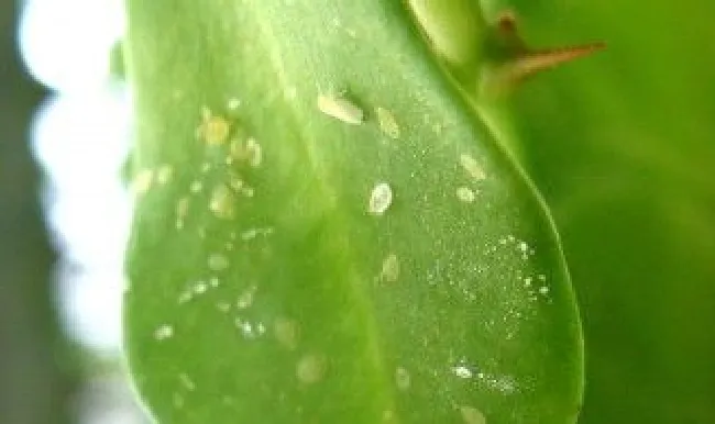 夏天小飞虫怎么处理 夏天小飞虫有毒吗