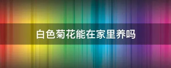 白色菊花能在家里养吗（家里能种白色菊花吗）