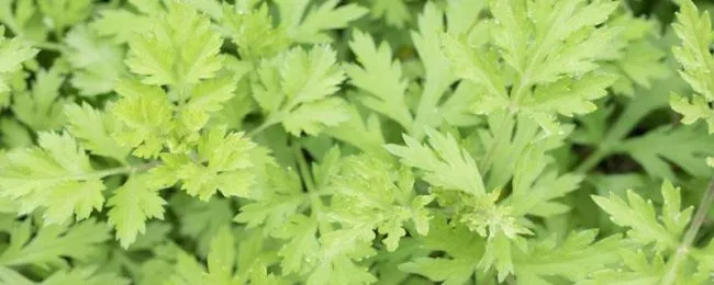房间里熏艾草需要注意什么 房间熏艾草的作用和禁忌