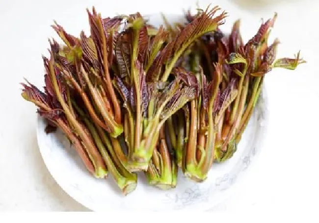 宝宝可以吃香椿芽吗（一岁宝宝能吃香椿吗）