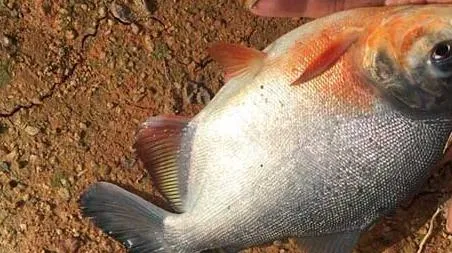 淡水白鲳是钓底还是钓浮 白鲳钓底好还是钓浮好