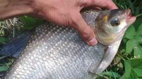 野钓鳊鱼最佳水深是多少 野钓鳊鱼的最佳水深