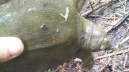 怎样钓甲鱼最有效（怎么钓甲鱼 最有效）