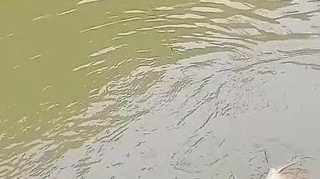 淡水白鲳能路亚钓吗（白鲳鱼可以路亚吗）
