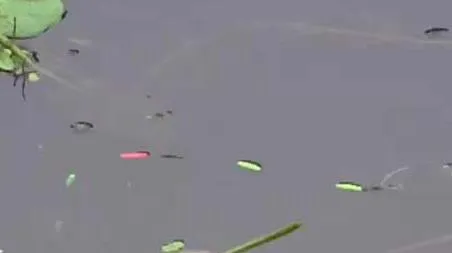 七星漂钓鱼的正确方法 钓鱼的七星漂怎么用法