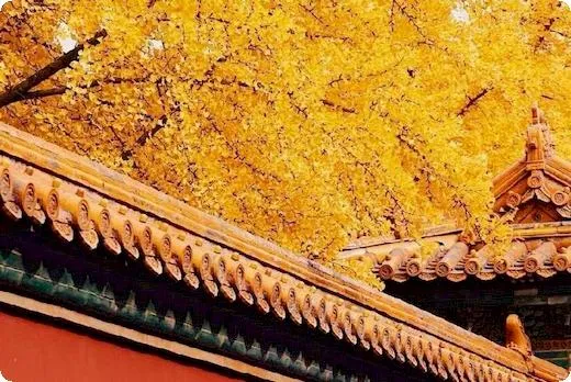 怎样钓甲鱼最有效（怎么钓甲鱼 最有效）