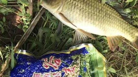 一月钓鱼技巧及饵料配方（冬季钓鱼经典饵料配方）