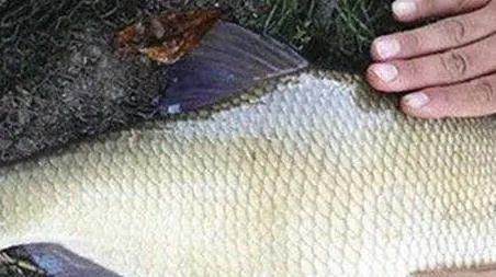野钓鳊鱼最佳水深是多少 野钓鳊鱼的最佳水深