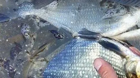 野钓鳊鱼最佳水深是多少 野钓鳊鱼的最佳水深