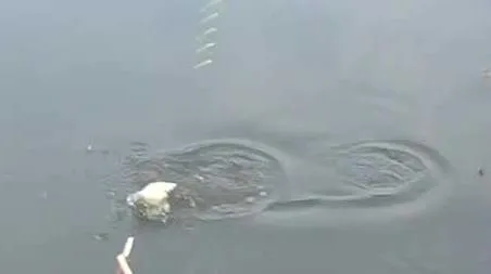 八月钓鱼什么时间段好（八月份钓鱼什么时间最佳）