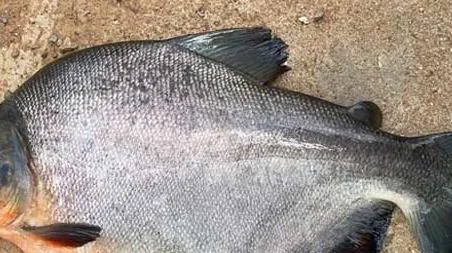 淡水白鲳是钓底还是钓浮 白鲳钓底好还是钓浮好