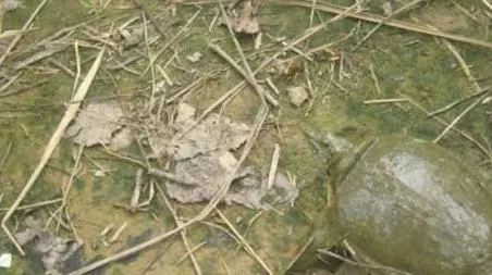 怎样钓甲鱼最有效（怎么钓甲鱼 最有效）