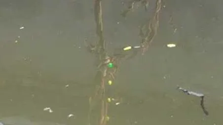 七星漂钓鱼技巧和方法 七星漂的钓法