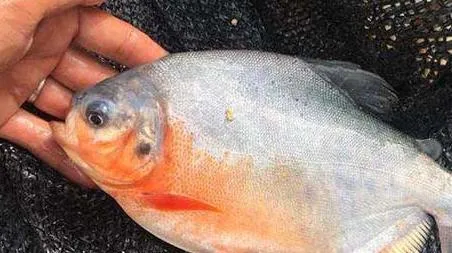 淡水白鲳是钓底还是钓浮 白鲳钓底好还是钓浮好