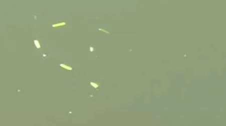 七星漂钓鱼技巧和方法 七星漂的钓法