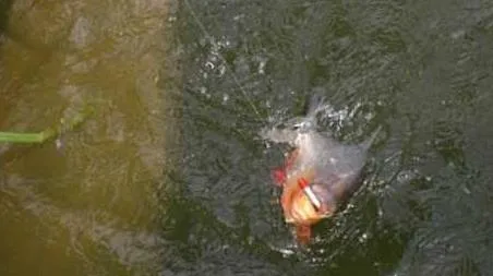 淡水白鲳是钓底还是钓浮 白鲳钓底好还是钓浮好
